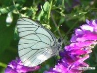 Baumweissling (Aporia crataegi)